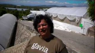 Caso de Éxito: Gavia, Stevia para México